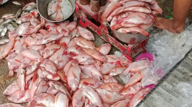 Cuaca Ekstrem Picu Upwelling, Puluhan Ton Ikan di Waduk Cengklik Boyolali Mati