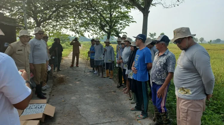 Serangan Hama Tikus Merajalela, Para Petani Malangjiwan Klaten Alami Kerugian