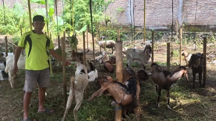 Pedagang Hewan Kurban Tiban Mulai Menjamur di Adi Soecipto, Solo jelang Idul Adha