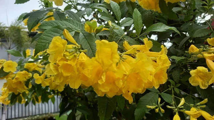 Alasan Bunga Terompet Kuning Sering Disebut Sakura Tropis