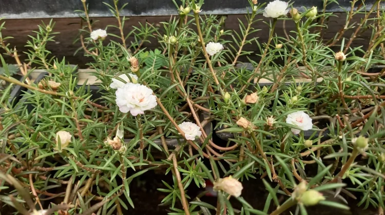 Persilangan Bunga Cantik Manis (Mirabilis Jalapa) dengan Keunikan Warnanya