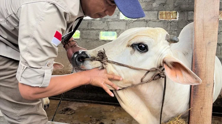 Bupati dan Wabup Karanganyar Sumbang 2 Sapi ke Masjid Madaniyah, Berat 300 Kilogram