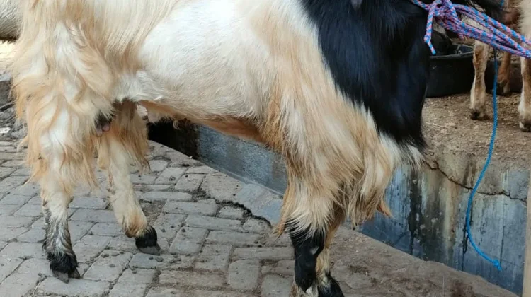 Semarak Pedagang Kambing Musiman Jelang Iduladha