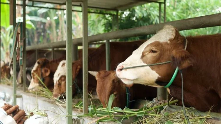 Kurban Sehat Demi Ibadah Berkualitas