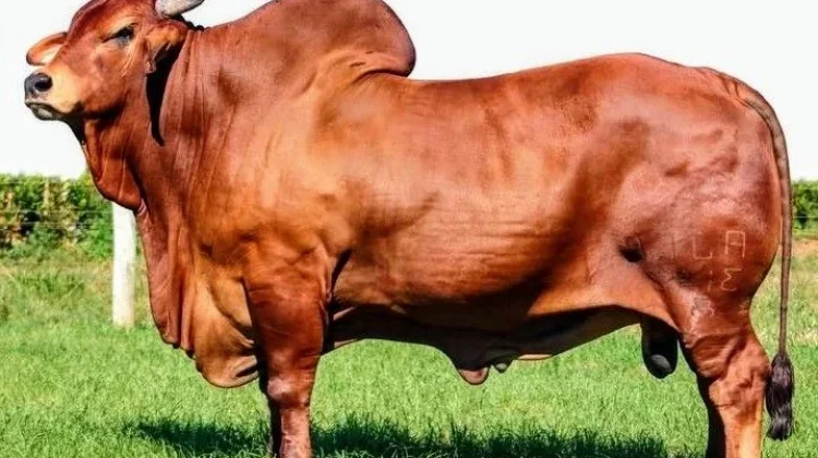 Hewan Kurban Bergerak, Normal atau Tidak?