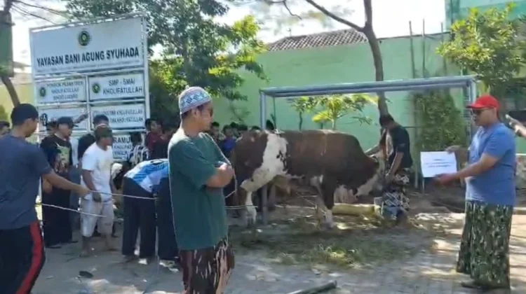 Gibran Kirim Sapi Simental 800 Kg ke Ponpes Singo Ludiro