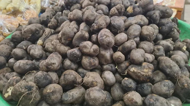 Manfaat Kentang Hitam Mendukung Kesehatan Tubuh Secara Alami