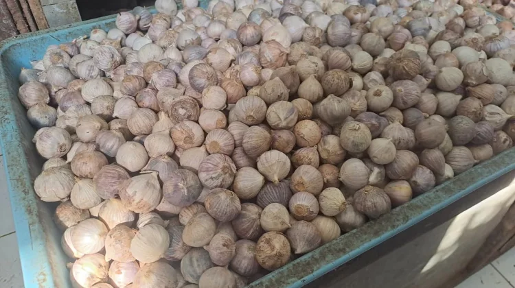 Manfaat Bawang Lanang Menunjang Kesehatan Tubuh Secara Alami