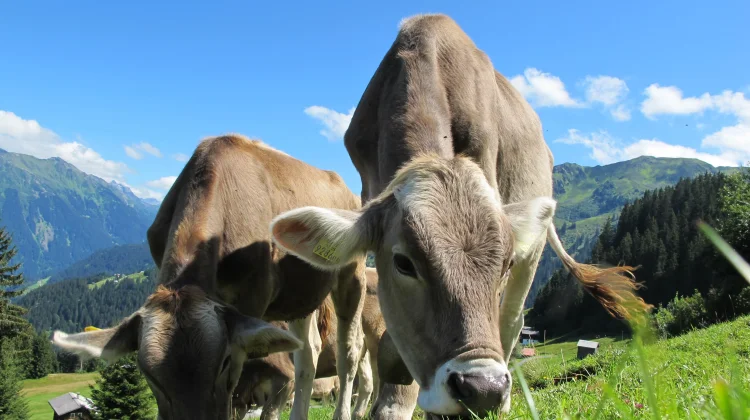 Fakta Menarik Kehamilan Sapi yang Jarang Diketahui