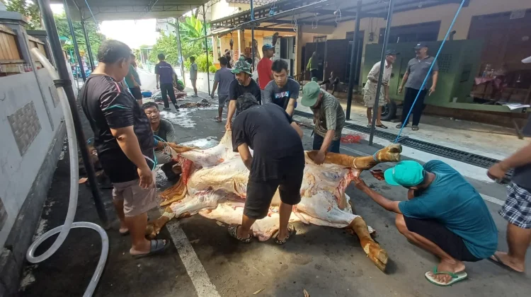 Semangat Gotong Royong Warga Ngemplak Boyolali Sembelih Hewan Kurban