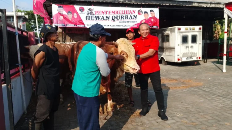 Iduladha 1447 H, DPC PDIP Karanganyar Sembelih Tujuh Sapi