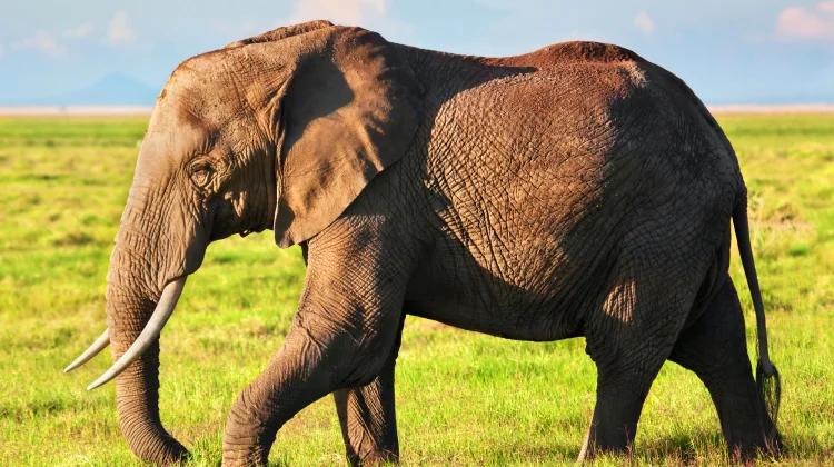 Fakta Unik Kehidupan Gajah yang Jarang Diketahui
