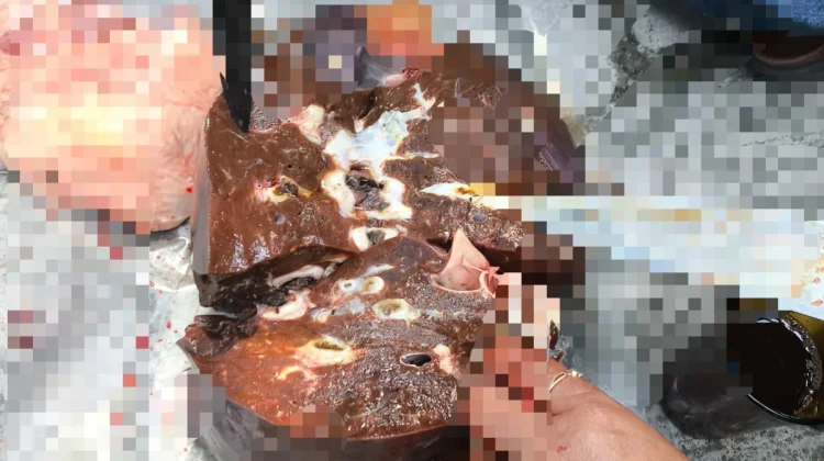 Belasan Ekor Sapi di Klaten Terkena Infeksi Cacing Hati