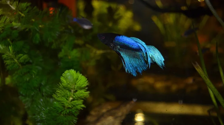 Ikan Cupang yang Suka Rebahan di Daun, Normal atau Tanda Masalah