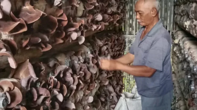 Panen Raya Jamur Kuping Dongkrak Ekonomi Warga