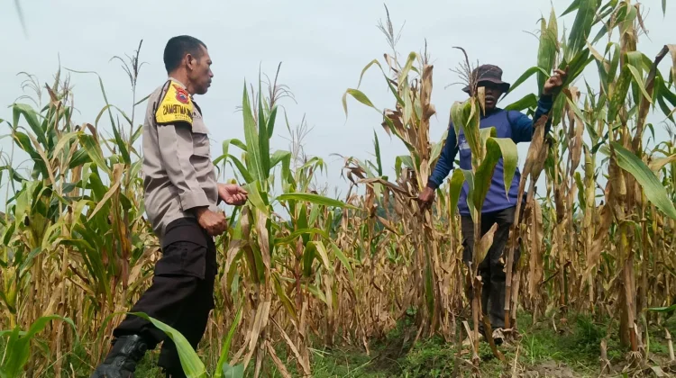 Polres Sragen Kawal Ketahanan Pangan Desa Melalui Panen Jagung 1,4 Ton di Sambirejo
