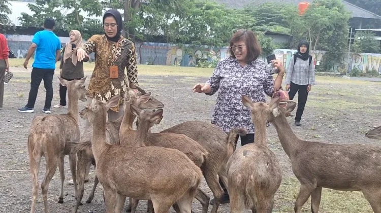 Wawali Solo Pastikan 31 Rusa Sriwedari Sehat, Siapkan Penataan serta Penangkaran