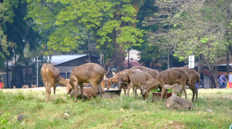 Pasca Rusa Sriwedari Makan Sampah, Disbudpar Solo Pindahkan 15 Ekor ke Balekambang