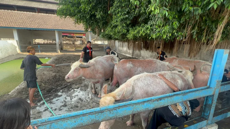 Kebo Bule Kiai Slamet Siap Pimpin Kirab Sakral