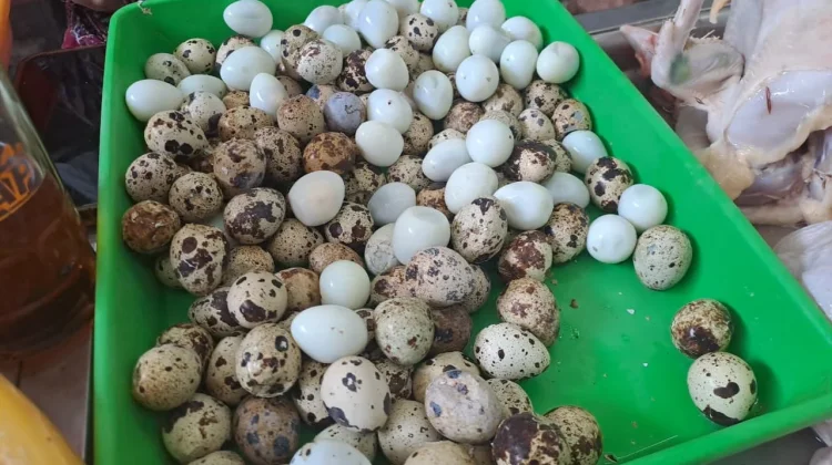 Seberapa Penting Konsumsi Telur Puyuh Bagi Kesehatan Tubuh