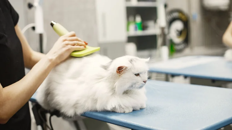 Grooming Bukan Sekadar Mandi, Ini Kunci Menjaga Kesehatan Hewan Peliharaan