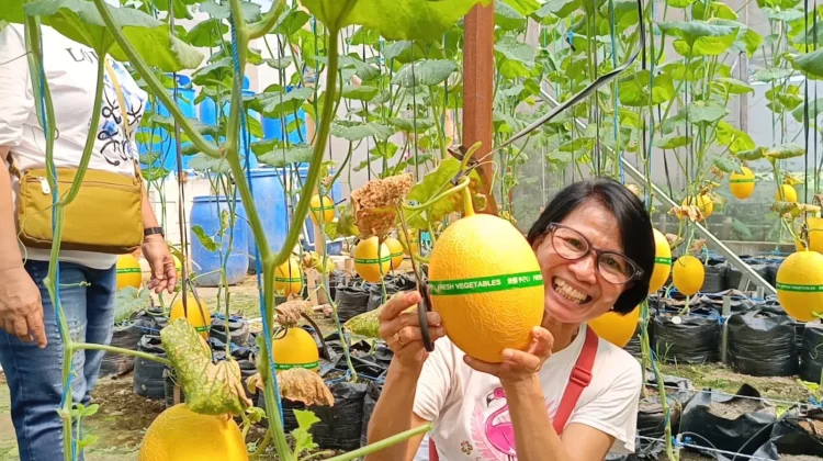 Liburan Sekolah, Wisata Petik Melon di Polokarto Diserbu Pengunjung