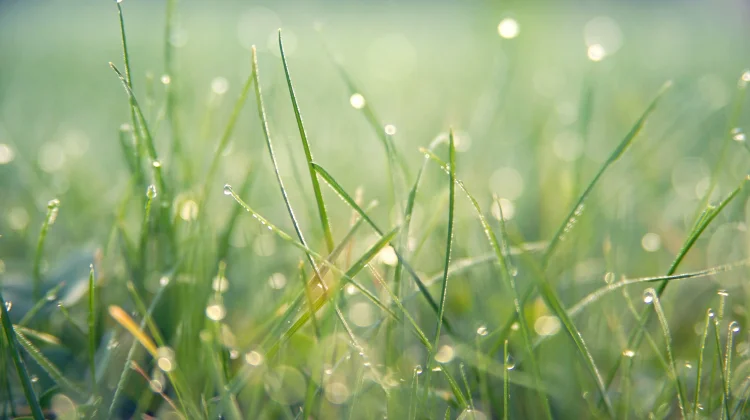 Mengapa Rumput Tetap Bisa Tumbuh meski Tidak Ditanam