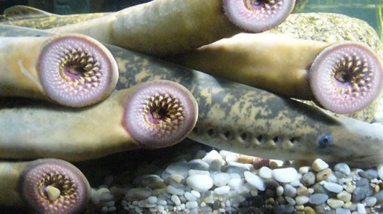 Lamprey, Ikan Vampir Dari Zaman Purba