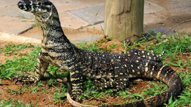 Biawak, Satpam Alami Lingkungan