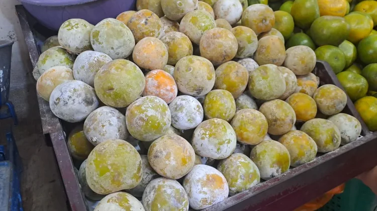 Buah Kesemek Kaya Nutrisi Menunjang Kesehatan Tubuh Optimal