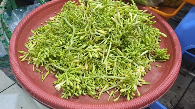 Kembang Kates Bernutrisi Menunjang Kesehatan Tubuh Alami Optimal