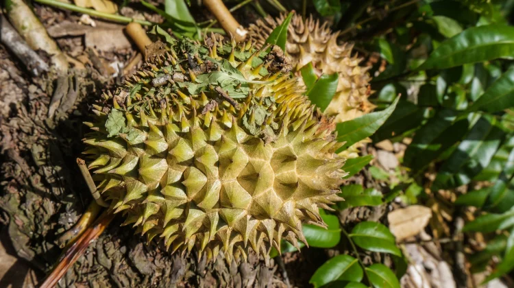 Pohon Durian Disayat saat Berbuah ternyata Berdampak Penting bagi Hasil Panen