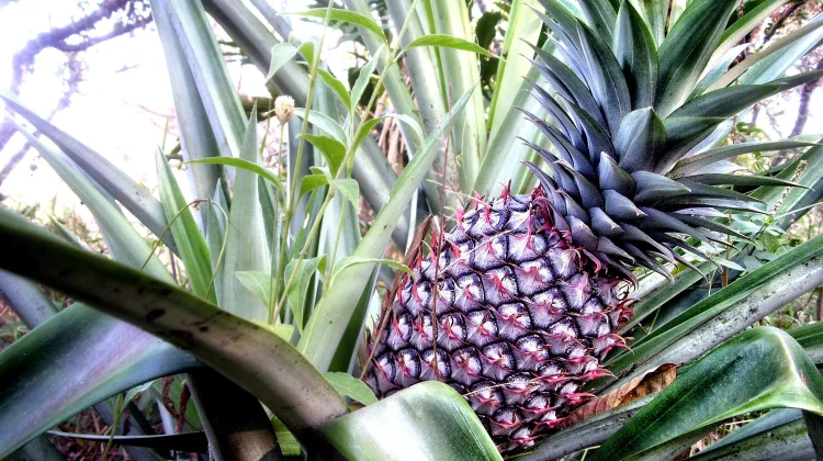 Cara Budidaya Nanas agar Panen Maksimal