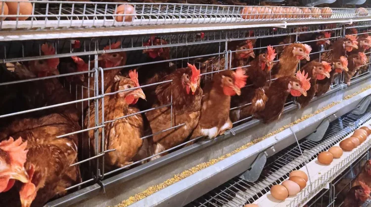 Program Makan Bergizi Gratis Diliburkan, Harga Ayam dan Telur Terjun Bebas