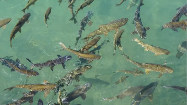 Khasiat Ikan Dewa yang Jadi Lauk Wajib