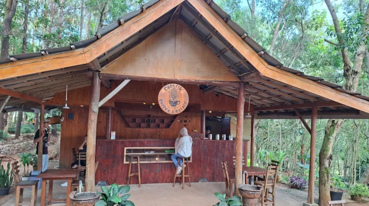 Menyeruput Kopi Hangat di Hutan Pinus Pengger, Wisata Bantul yang Wajib Dicoba!