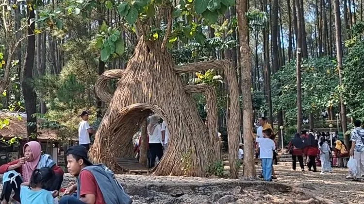Pesona Hutan Pinus Pengger, Perpaduan Wisata Alam, Spot Foto, dan Outbound di Bantul