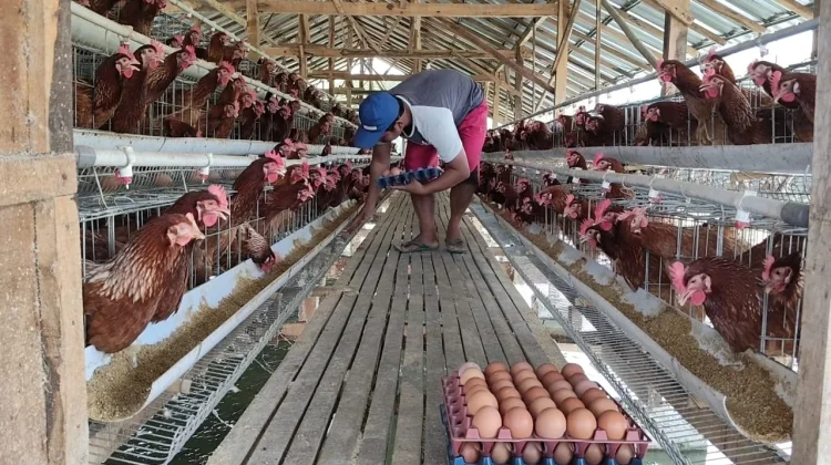 Harga Pakan Naik Namun Telur Turun, Peternak Karanganyar Merugi