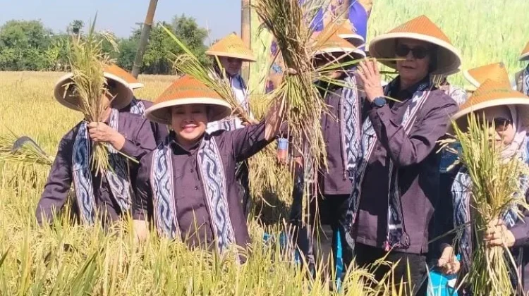 Komisi IV DPR RI Panen Raya Padi di Trucuk hingga Dorong Peningkatan Produktifitas