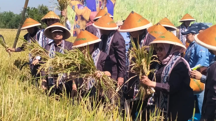 Revitalisasi Koperasi dan Bukan Swasembada Fiksi