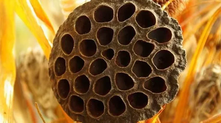 Misteri Trypophobia, Mengapa Lubang Kecil Menakutkan?