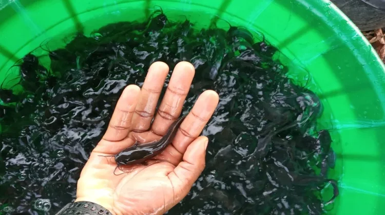Budidaya Lele Kolam Terpal Jadi Solusi Usaha di Lahan Terbatas
