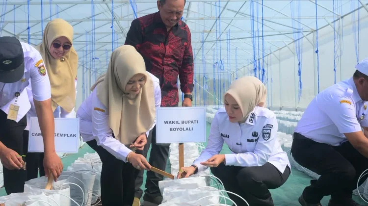 Tekad Kembangkan Pertanian Melon, Pemkab Boyolali Mulai Melakukan Penanaman