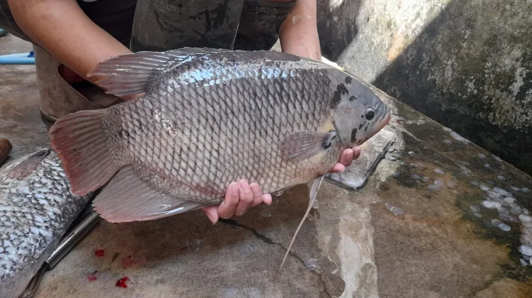 Gurame Kaya Protein, Baik untuk Membangun Jaringan Tubuh