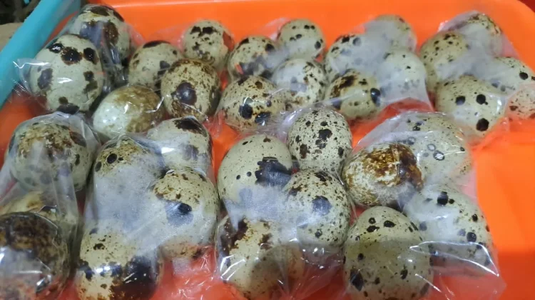 Menyimpan Telur Puyuh Tetap Segar