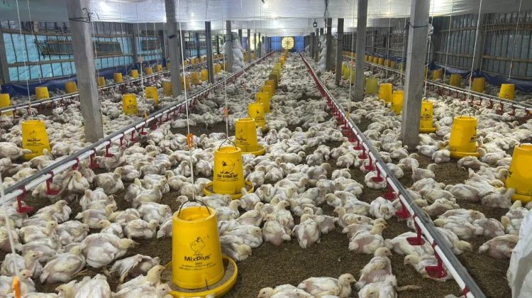 Peternak Ayam Terjepit Harga Pakan