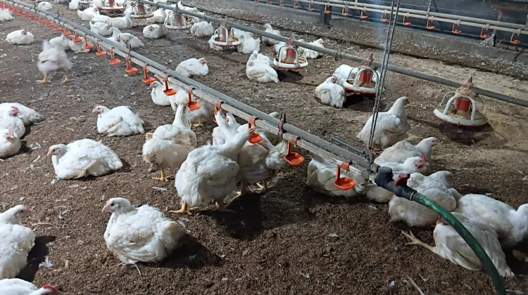 Peternak Ayam Bertahan di tengah Gejolak Harga Daging