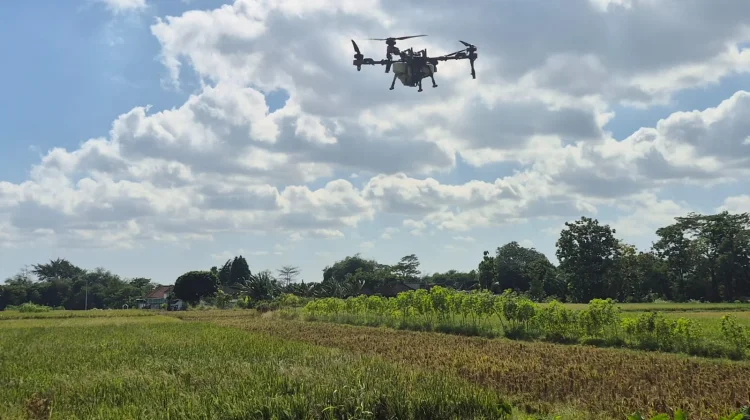 Drone Jadi Solusi Petani Desa Batan Boyolali dalam Membasmi Hama Wereng