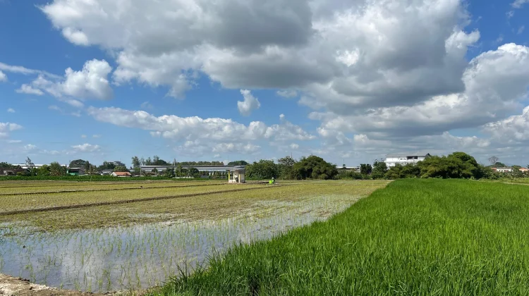 Petani Desa Batan Diterjang Wereng, Gapoktan Berharap Sinergi Pemda Ditingkatkan