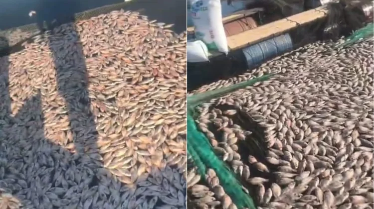 Puluhan Ribu Ikan Keramba WKO Sragen Mati Mendadak, akibat Fenomena Upwelling